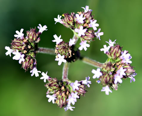 image of Verbena brasiliensis, Brazilian Vervain