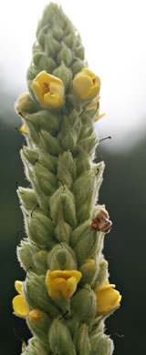 Verbascum thapsus ssp. thapsus, Woolly Mullein, Common Mullein, Flannel-plant, Velvet-plant