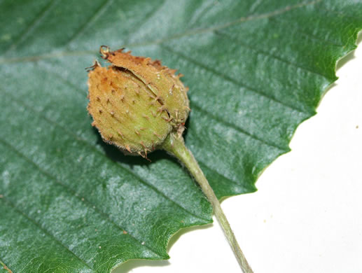 image of Fagus grandifolia +, American Beech