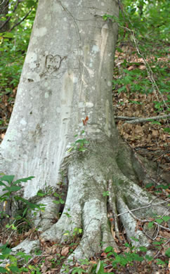 image of Fagus grandifolia +, American Beech