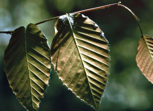 image of Fagus grandifolia +, American Beech