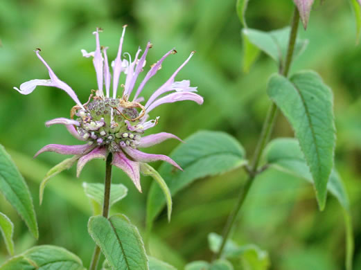 image of Monarda clinopodia, Basil Bergamot, Basil Beebalm, White Bergamot, Basil Balm