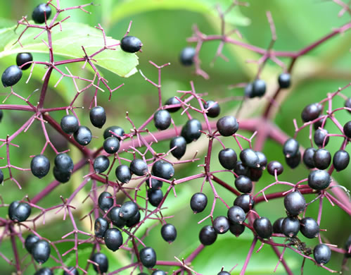 image of Sambucus canadensis, Common Elderberry, American Elder