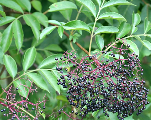 image of Sambucus canadensis, Common Elderberry, American Elder