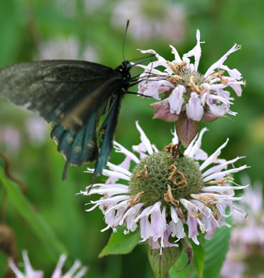 image of Monarda fistulosa +, Wild Bergamot