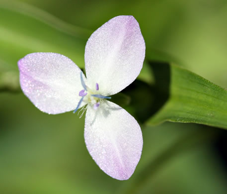 image of Murdannia keisak, Murdannia, Asian Spiderwort, Marsh Dewflower, Wart-removing Herb