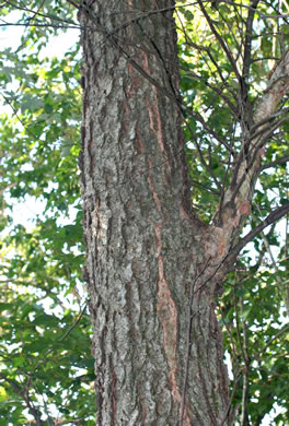 image of Betula nigra, River Birch, Red Birch