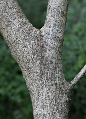 image of Broussonetia papyrifera, Paper Mulberry