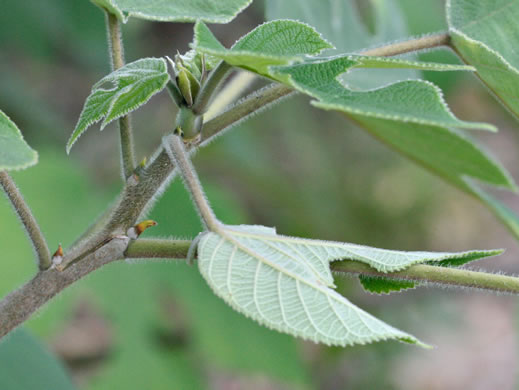 image of Broussonetia papyrifera, Paper Mulberry