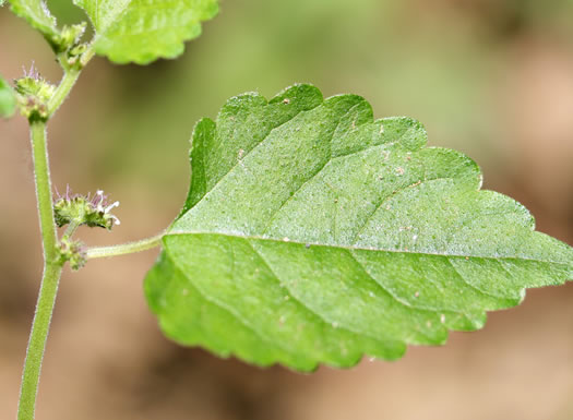 image of Fatoua villosa, Mulberry-weed, Crabweed, Foolish-weed