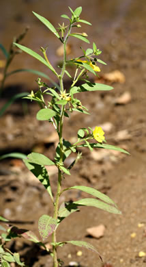 image of Ludwigia leptocarpa, Water-willow, Primrose Willow, Anglestem Primrose-willow