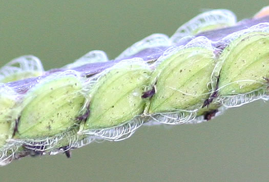 spikelet