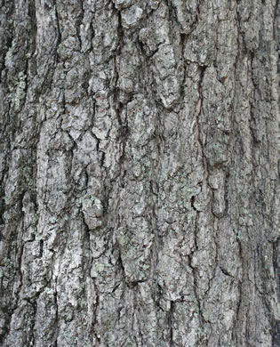 image of Quercus shumardii, Shumard Oak, Swamp Red Oak