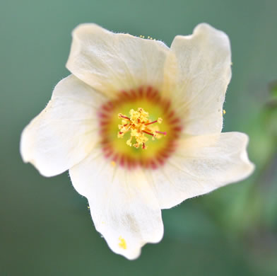 Sida rhombifolia var. rhombifolia, Arrowleaf Sida, Diamondleaf Fanpetal, Cuban Jute