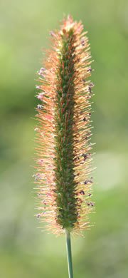 panicle