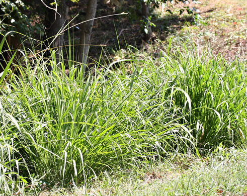 image of Tripsacum dactyloides var. dactyloides, Gama Grass, Eastern Gamagrass