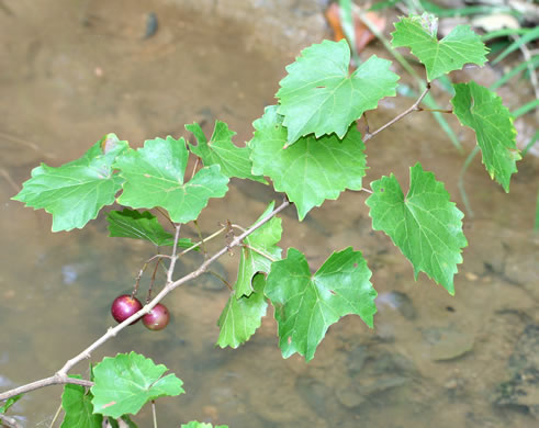 Muscadinia rotundifolia var. rotundifolia, Muscadine, Scuppernong