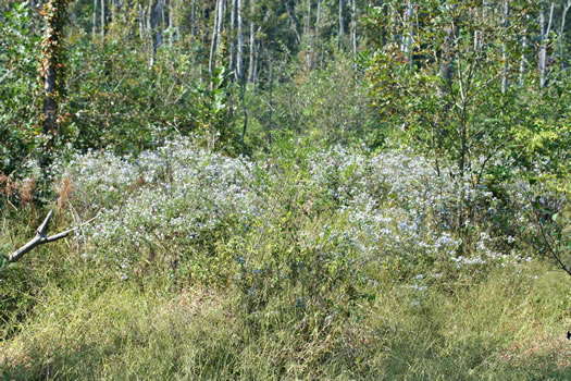 image of Symphyotrichum puniceum var. puniceum, Purplestem Aster, Swamp Aster