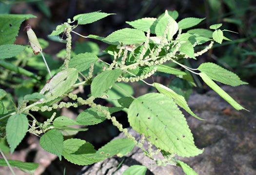 image of Boehmeria cylindrica, False Nettle, Swamp-nettle