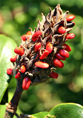 Magnolia grandiflora, Southern Magnolia, Bull Bay