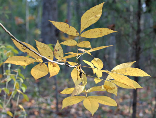 image of Carya pallida, Sand Hickory, Pale Hickory