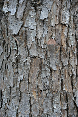 image of Pinus virginiana, Virginia Pine, Scrub Pine, Jersey Pine, Possum Pine