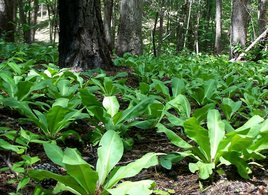 image of Frasera caroliniensis, American Columbo