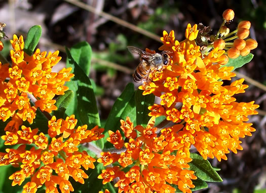 image of Asclepias tuberosa var. tuberosa, Butterfly Milkweed, Eastern Butterflyweed, Pleurisy Root, Wind Root