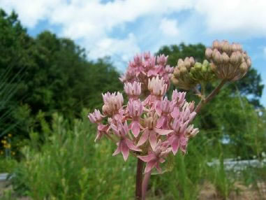 image of Asclepias rubra, Purple Savanna Milkweed, "Red Milkweed", Bog Milkweed