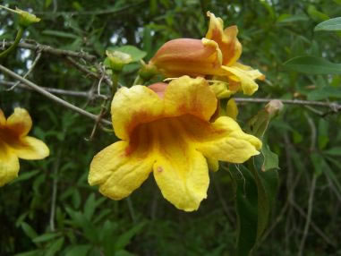 Bignonia capreolata, Crossvine