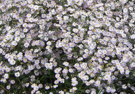 image of Boltonia caroliniana, Carolina Doll's-daisy, Boltonia