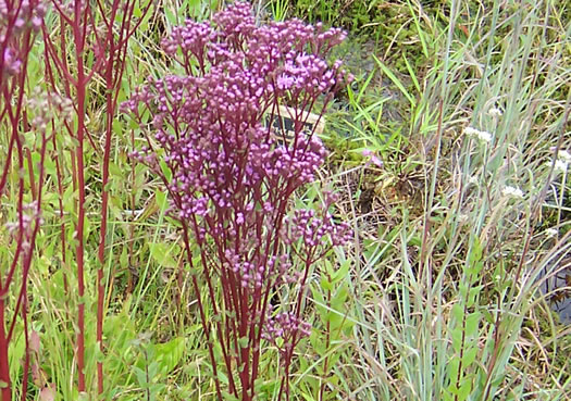 image of Trilisa odoratissima, Vanilla-leaf, Deer's-tongue, Pineland Purple