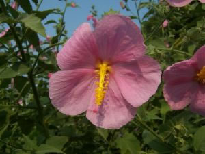 image of Kosteletzkya pentacarpos, Southern Seashore Mallow, Seashore Marshmallow, Virginia Saltmarsh Mallow, Fen-rose