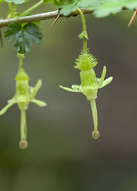 Miccosukee Gooseberry