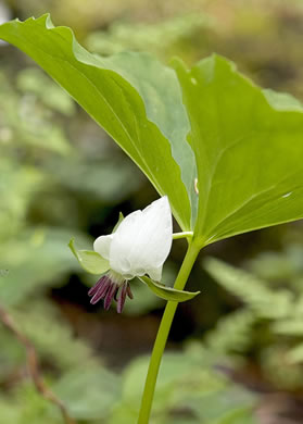 image of Trillium rugelii, Southern Nodding Trillium