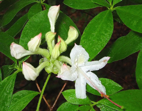 image of Rhododendron eastmanii, May White Azalea, Eastman's Azalea