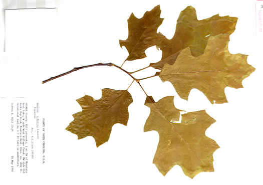 image of Quercus velutina, Black Oak