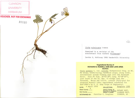 image of Viola subsinuata var. subsinuata, Wavyleaf Violet