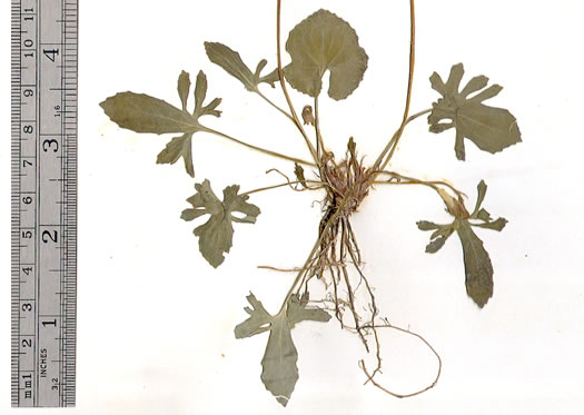 image of Viola septemloba, Southern Coastal Violet, Cleft-leaved Violet