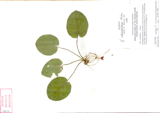 image of Viola rotundifolia, Roundleaf Yellow Violet, Early Yellow Violet