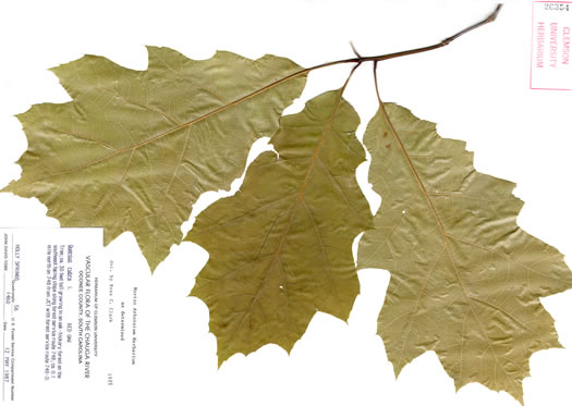 image of Quercus rubra +, Northern Red Oak, Red Oak