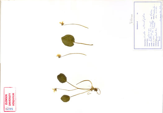 image of Viola rotundifolia, Roundleaf Yellow Violet, Early Yellow Violet