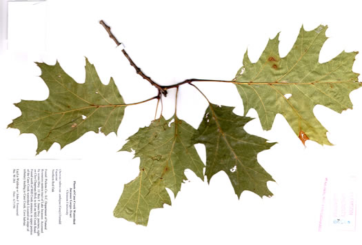 image of Quercus rubra +, Northern Red Oak, Red Oak