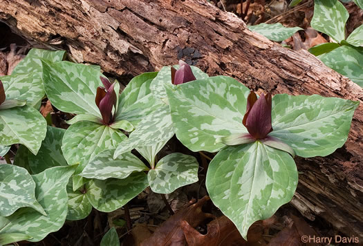 image of Trillium cuneatum, Little Sweet Betsy, Purple Toadshade