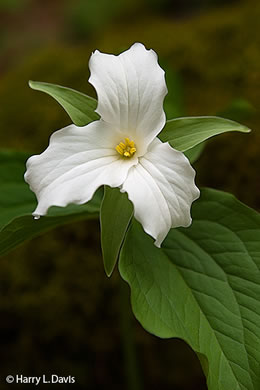 Large-flowered Trillium