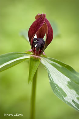 Lanceleaf Trillium