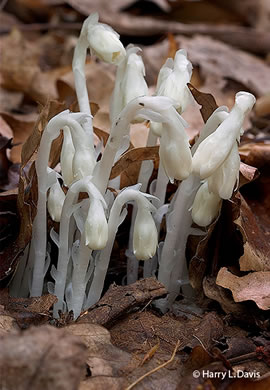 Monotropa uniflora, Indian Pipes, Ghost-flower, Common Ghost Pipes