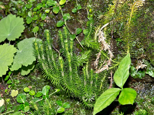 image of Huperzia porophila, Rock Clubmoss, Rock Firmoss