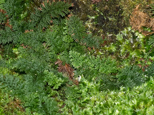 image of Vandenboschia boschiana, Appalachian Filmy-fern, Appalachian Bristle Fern