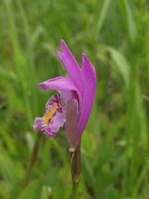 image of Arethusa bulbosa, Bog-rose, Dragon's-mouth, Arethusa